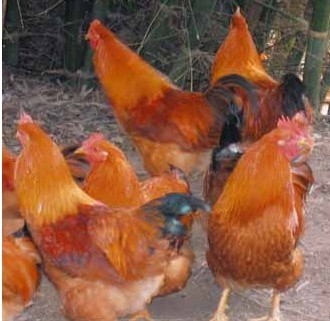 广州鸡苗几天能养成大鸡成功案例